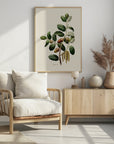 Plakat - Botany Quercus Ilex