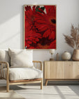 Plakat - Red Gerbera Daisy Detail