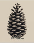 Akustik - Pine Cone - Admen.dk