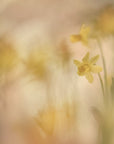 Plakat - Daffodils