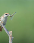 Plakat - Shrike feast