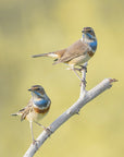 Plakat - Bluethroats