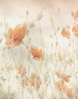 Plakat - Poppies in the field