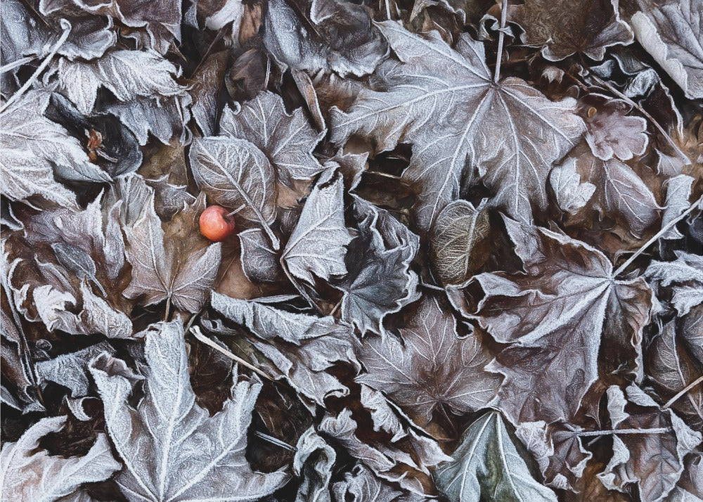 Plakat - Frozen leaves