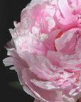 Poster - Pink peony IV