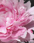 Poster - Pink peony VI