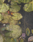 Plakat - Pond plants