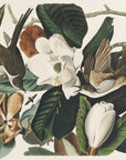 Plakat - Black Billed Cuckoo From Birds of America (1827) - Admen.dk