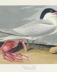 Plakat - Cayenne Tern From Birds of America (1827) - Admen.dk