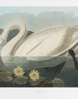 Plakat - Common American Swan From Birds of America (1827) - Admen.dk