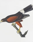 Plakat - Louisiana Hawk From Birds of America (1827 - Admen.dk