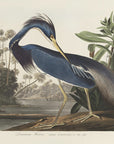 Plakat - Louisiana Heron From Birds of America (1827) - Admen.dk