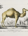 Plakat - Camel (camelus) - Admen.dk