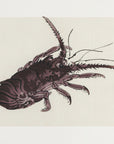 Plakat - Crayfish - Admen.dk