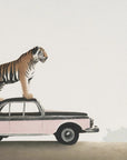 Poster - Tiger on a car roof