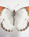 Plakat - Butterfly - 3