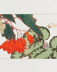 Plakat - Cracklin Rosie Begonia Flower - Admen.dk