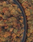Akustik - Autumn Forest 06