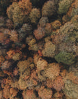 Plakat - Autumn Forest 07
