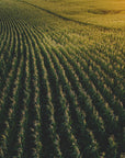 Plakat - Corn Fields 02 - Admen.dk