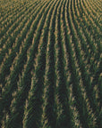 Akustik - Corn Fields 03