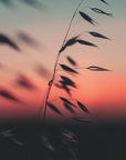 Plakat - Sunset Grass Fileld 02 - Admen.dk
