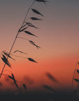 Plakat - Sunset grass filelds 03 - Admen.dk