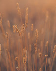 Plakat - Morning Grass Filelds 06 - Admen.dk