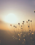 Plakat - Morning Grass Filelds 15 - Admen.dk