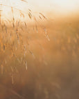 Plakat - Morning Grass Filelds 16 - Admen.dk