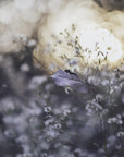Plakat - Plants and Flowers 07 - Admen.dk
