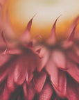 Plakat - Red Flowers 26 - Admen.dk
