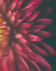 Plakat - Red Flowers 27 - Admen.dk