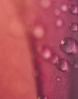 Plakat - Pink Flowers 30 - Admen.dk