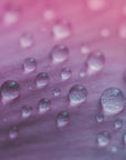 Plakat - Pink Flowers 32 - Admen.dk