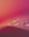 Plakat - Pink Flowers 31 - Admen.dk