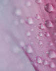 Plakat - Pink Flowers 33 - Admen.dk