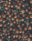 Plakat - Red Berries 01