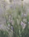 Akustik - Purple Flowers 02