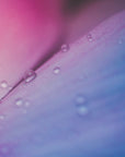 Plakat - Pink Flowers 08 - Admen.dk