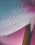 Plakat - Pink Flowers 011