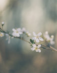 Plakat - White Flowers 05 - Admen.dk
