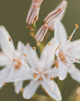 Plakat - White Flowers 10