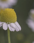 Plakat - Summer Flowers 7