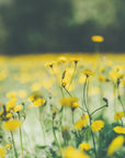 Akustik - Summer Flowers 15