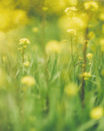 Plakat - Summer Flowers 40 - Admen.dk