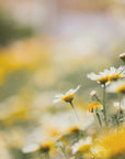 Plakat - Summer Flowers 43 - Admen.dk