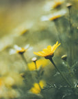 Akustik - Summer Flowers 44 - Admen.dk