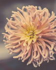Plakat - Summer Flowers 79