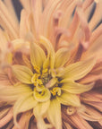 Plakat - Summer Flowers 80 - Admen.dk